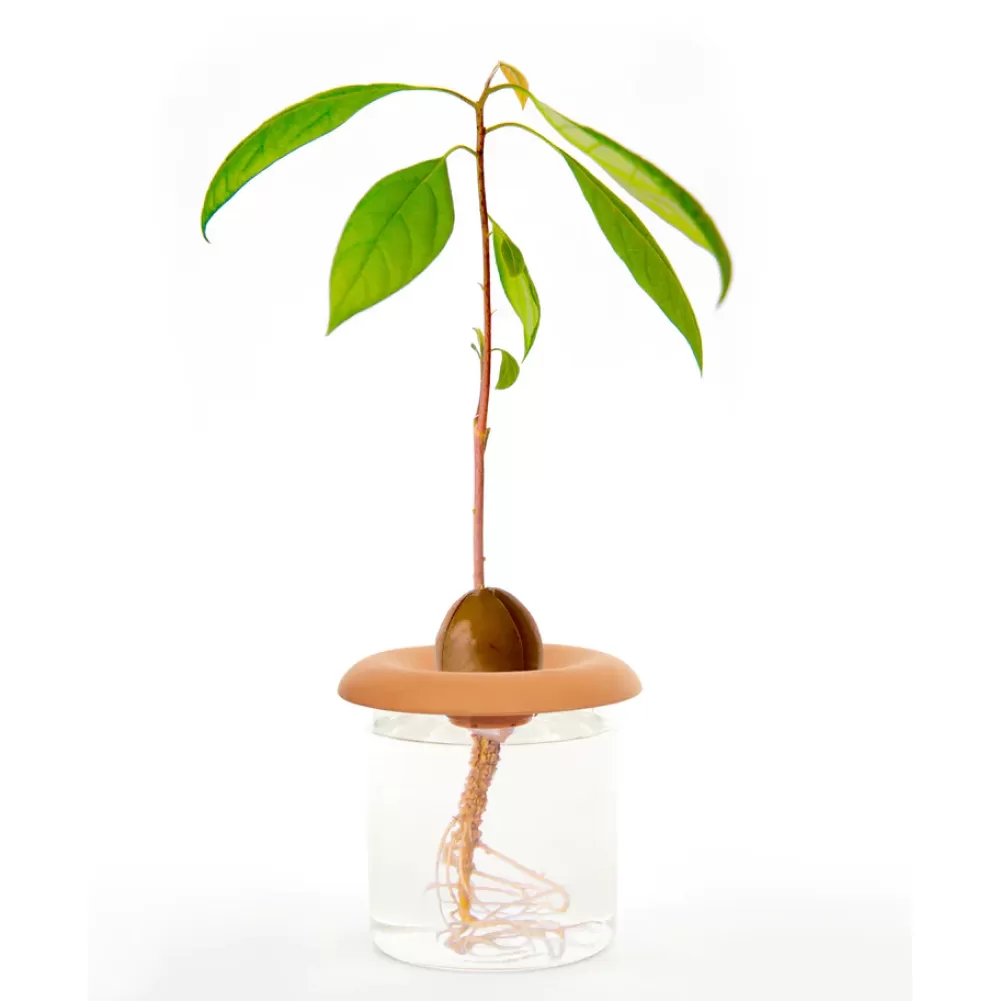 Clearance Kikkerland Base Per Germinazione In Terracotta