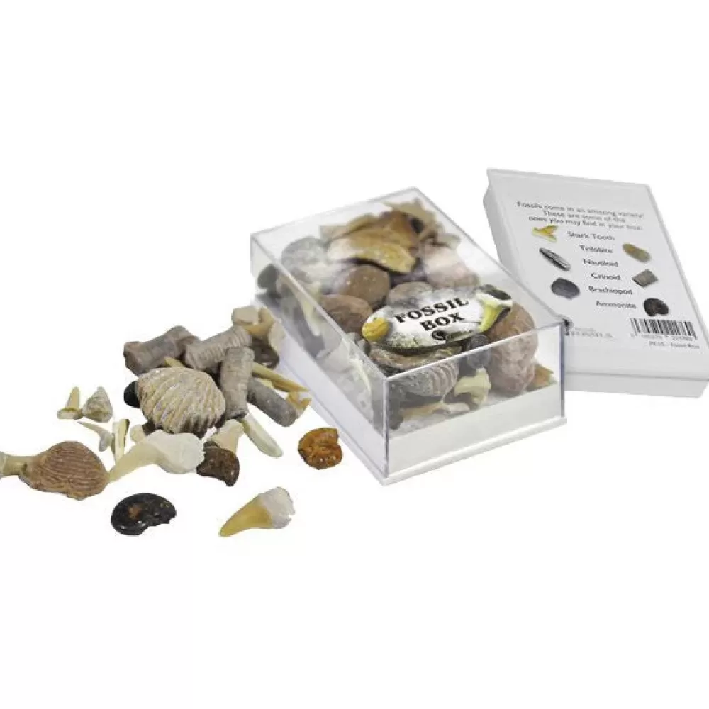 Best British Fossils Box Di Fossili