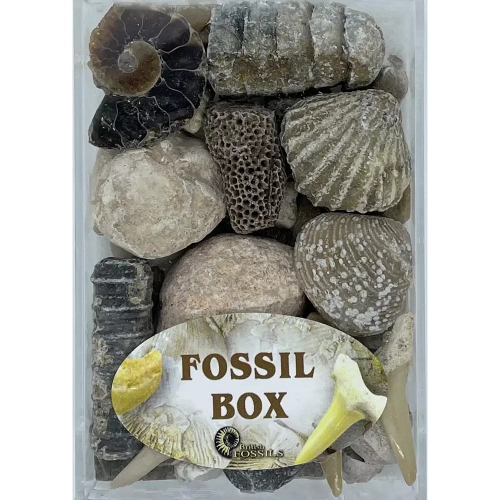 Best British Fossils Box Di Fossili