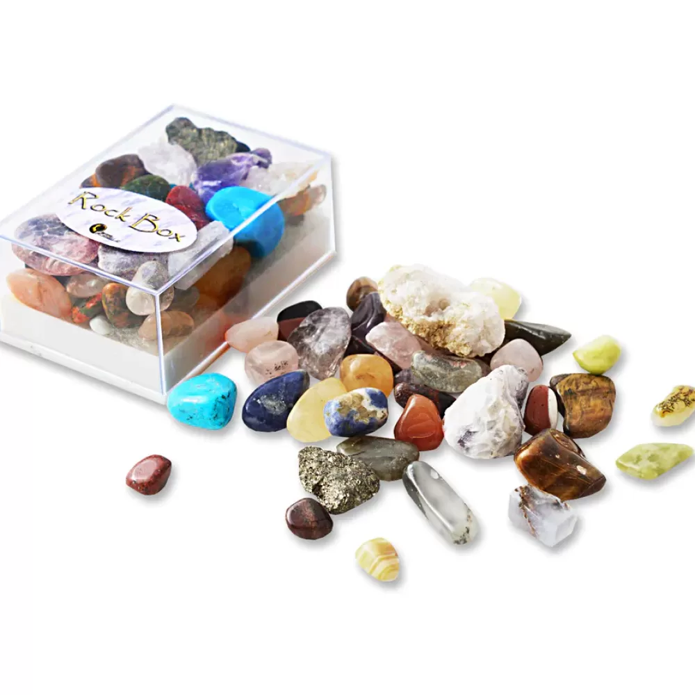 Sale British Fossils Box Di Pietre