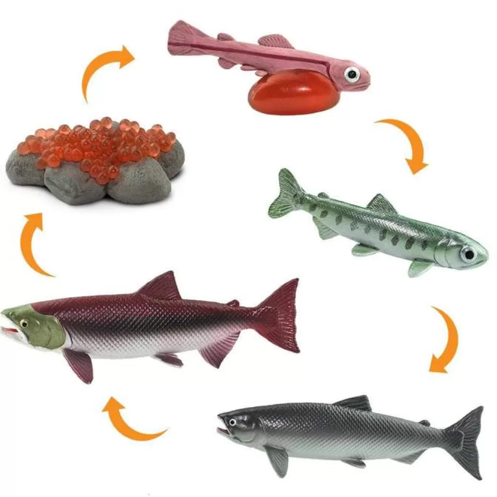 Online Safari LTD Ciclo Vitale Del Salmone