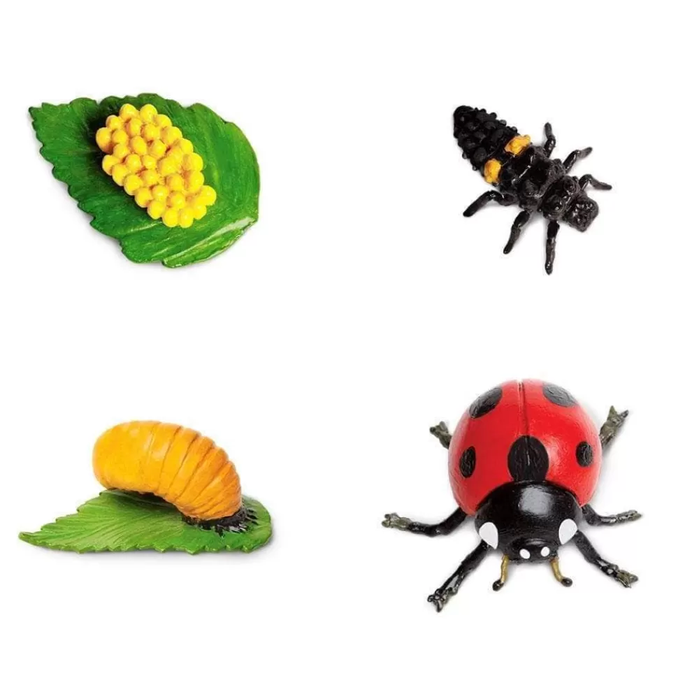Online Safari LTD Ciclo Vitale Della Coccinella