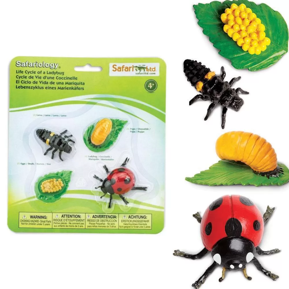 Online Safari LTD Ciclo Vitale Della Coccinella