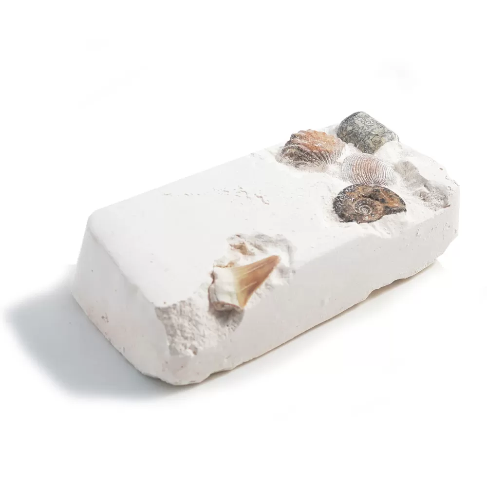 Cheap British Fossils Fossili Da Scavare
