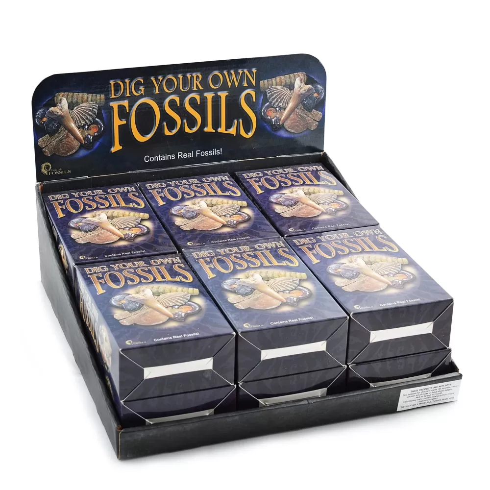 Cheap British Fossils Fossili Da Scavare