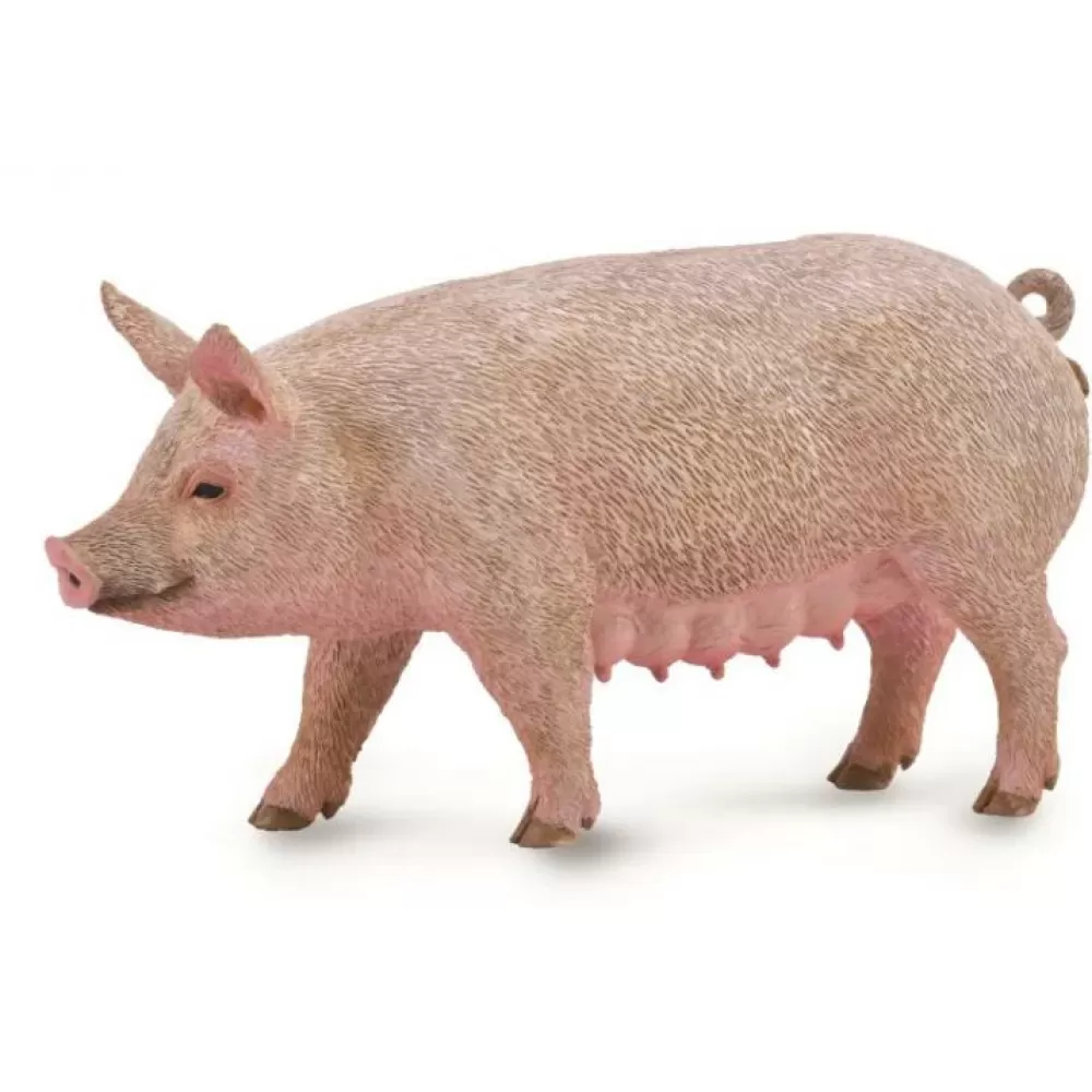 Cheap Collecta Scrofa Animale Giocattolo